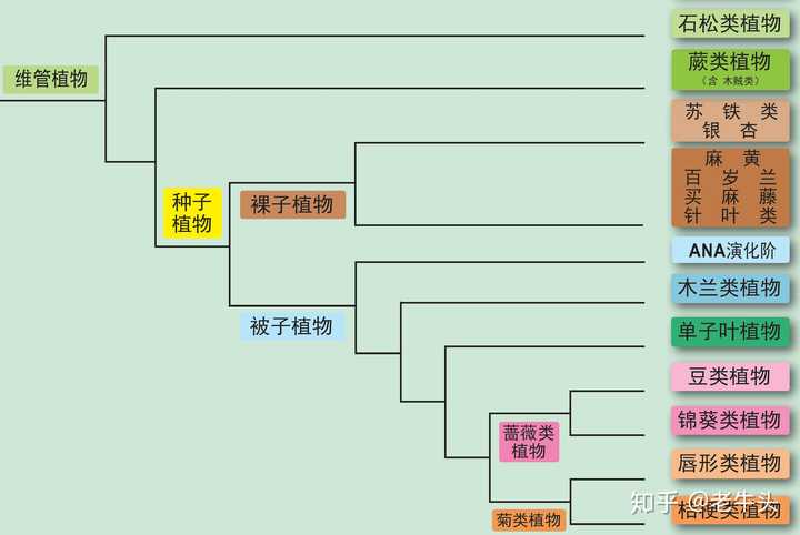 植物是怎么分类的 知乎