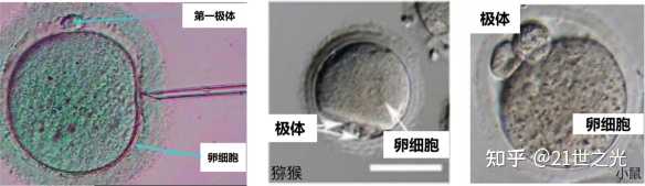为什么减数分裂要产生极体,这不是浪费能量和资源吗? - 知乎