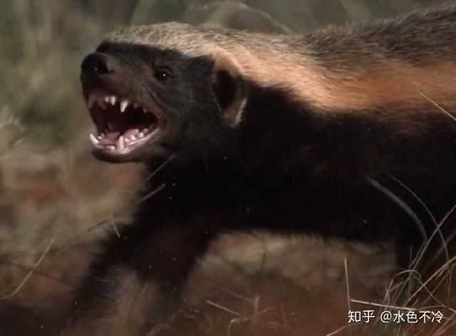 陆地上战斗力最强的动物 除去人类 是什么 知乎