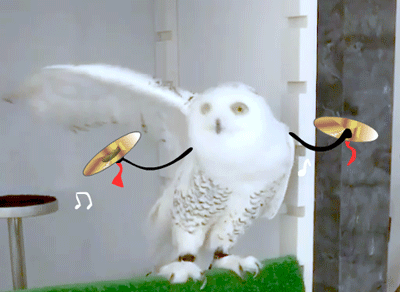 彩色鹦鹉魔性摇头gif 彩色鹦鹉摇头表情包gif 蹦迪表情包gif摇头闪光