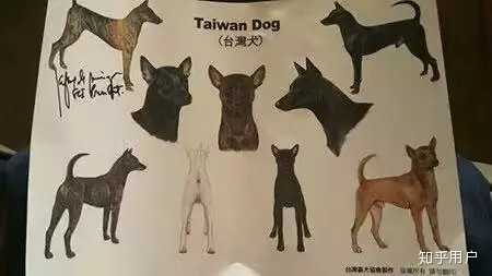 怎么看中华田园犬的新名字 中国唐犬 知乎