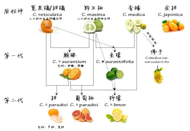 关于日本柚子（ユズ），你了解多少？ - 知乎