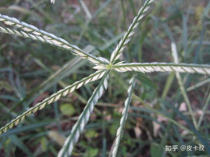 草 一种植物 是什么梗 知乎