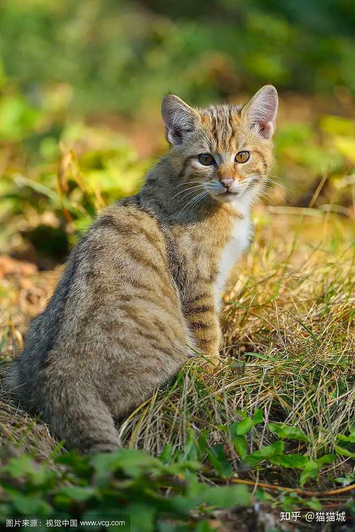 家猫野猫流浪猫怎么分辨? - 知乎