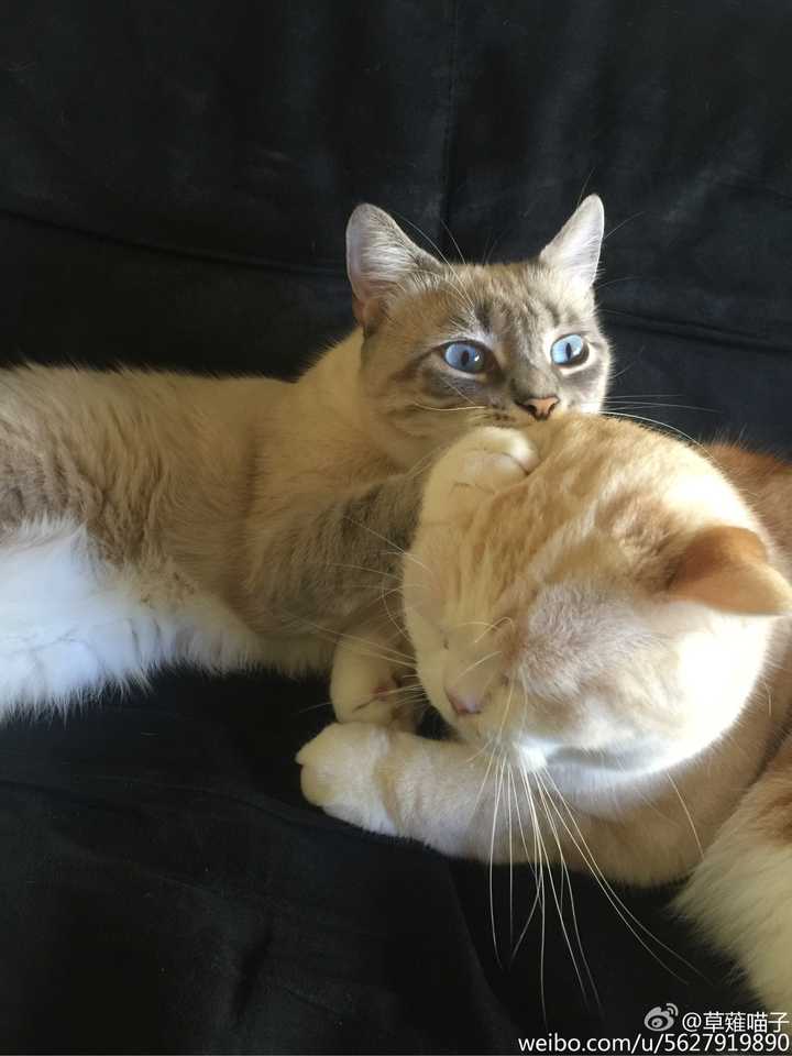 怎么判断一只奶猫长大之后好不好看? - 知乎