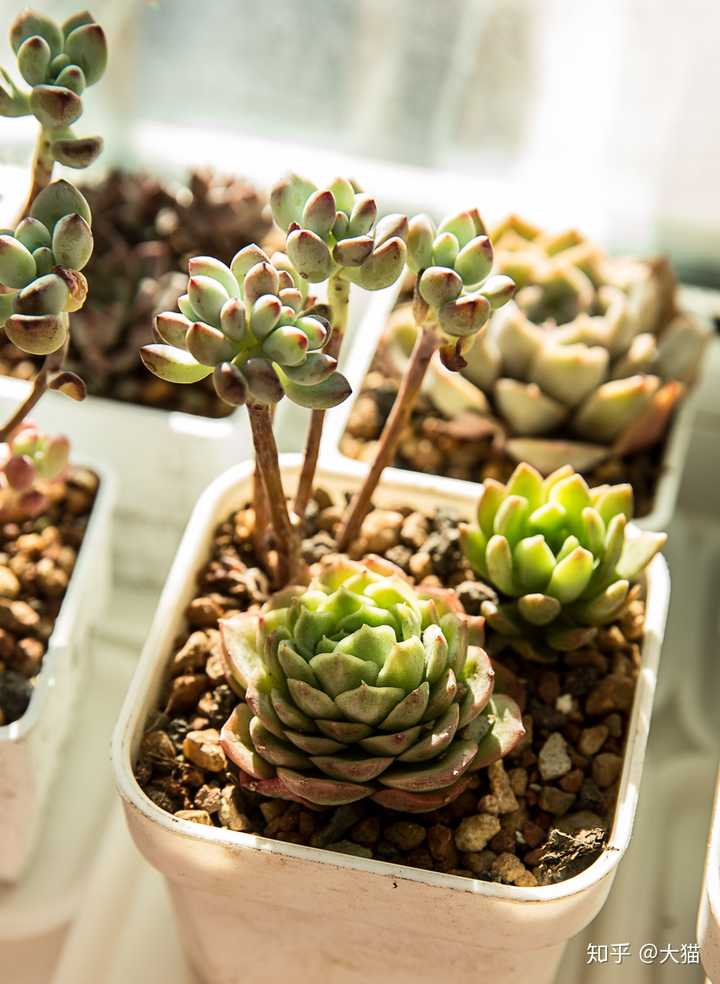 多肉植物可以在室内养吗 知乎