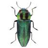昆虫分类学- 知乎