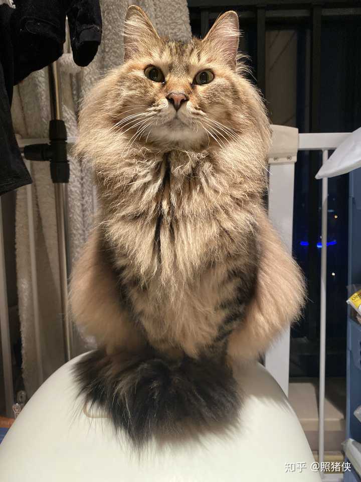 有人养长毛的狸花猫吗 真的长得像缅因猫吗 知乎 有人养长毛的狸花猫吗 真的长得像缅因猫吗 知乎