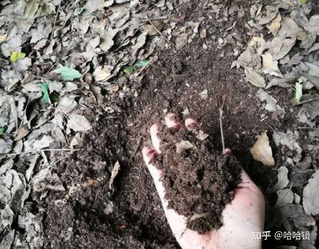 多肉植物的培养土怎么配 知乎