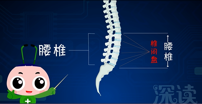 腰椎间盘为什么容易突出？