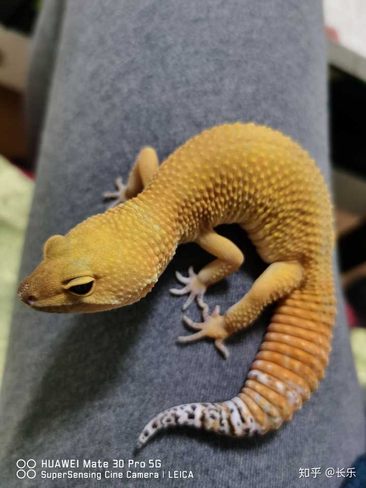 豹纹守宫在哪里买靠谱.