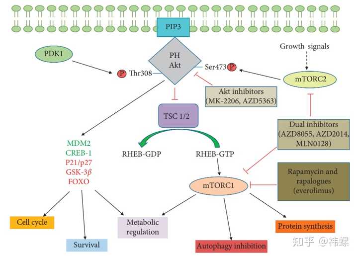 经典信号通路总结——PI3K/AKT/mTOR信号通路？ - 知乎