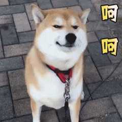 动图封面