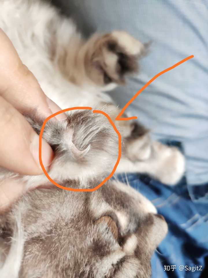 折耳猫发病后指甲照片图片