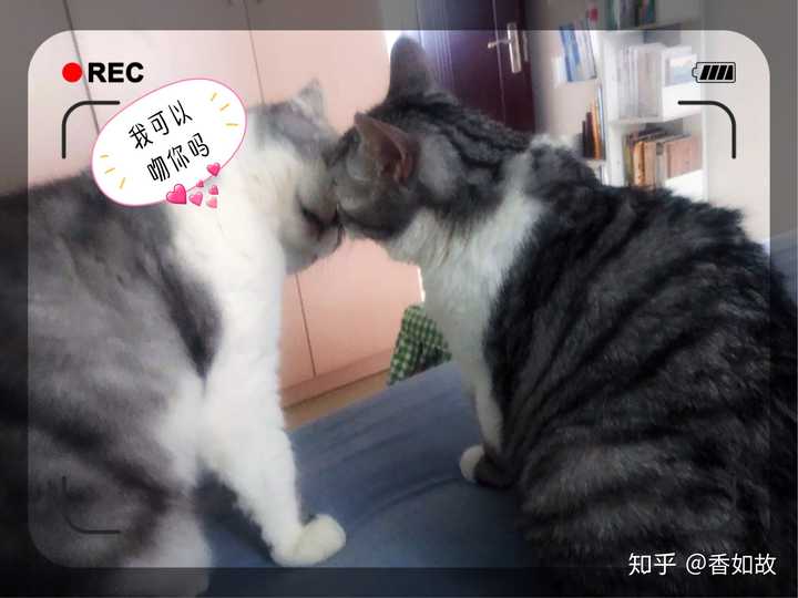 猫咪去世后 如何让自己不那么难过 知乎