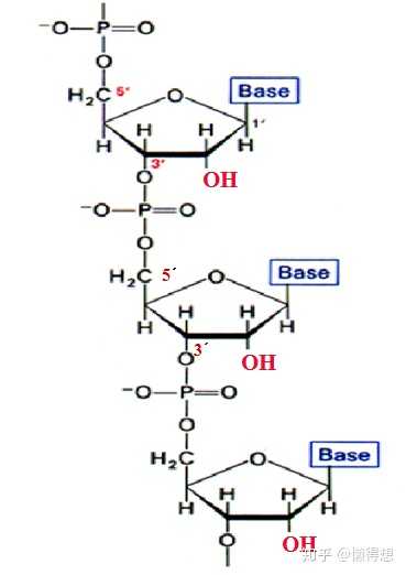 RNA 有什么作用,是什么物质? - 知乎