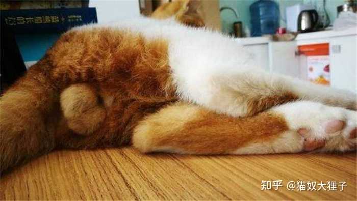 对于养猫新手来说,公猫和母猫哪个更好养? - 知乎