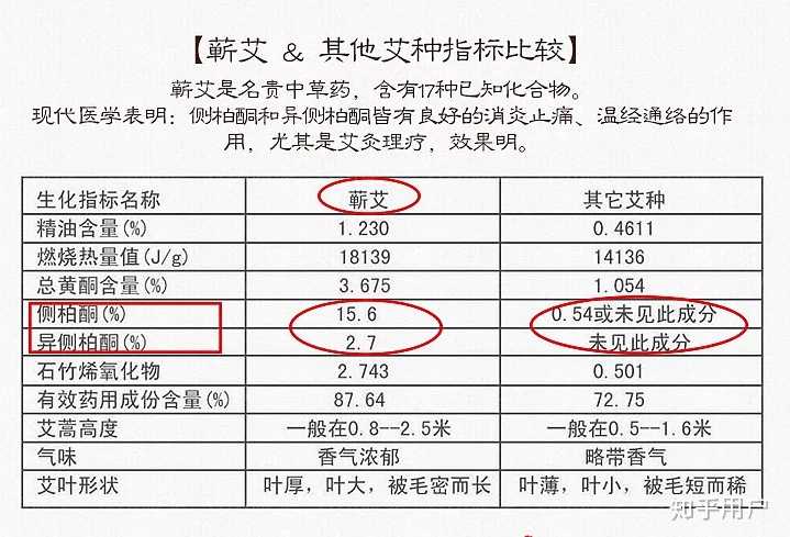 圣透灸选材好,为什么说蕲艾好呢?