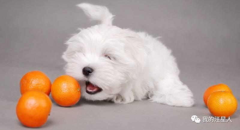 Top 9 小狗可以吃什么水果 2023
