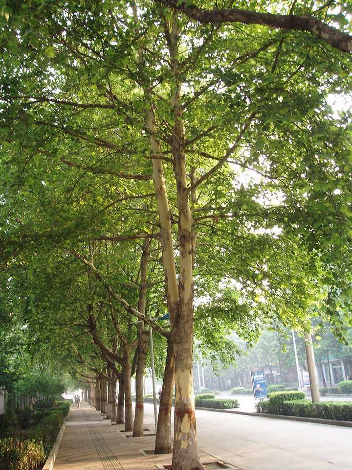 法国梧桐( platanus ×  acerifolia ,属于山龙眼目悬铃木科,如图.