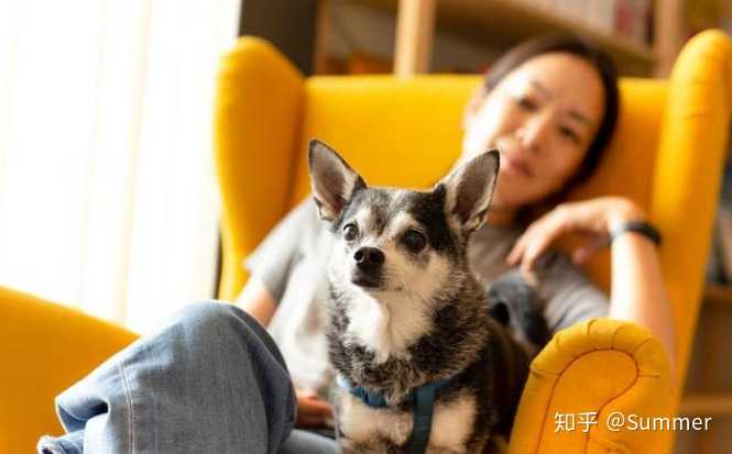 吉娃娃有哪些方面的弱点 知乎 吉娃娃有哪些方面的弱点 知乎