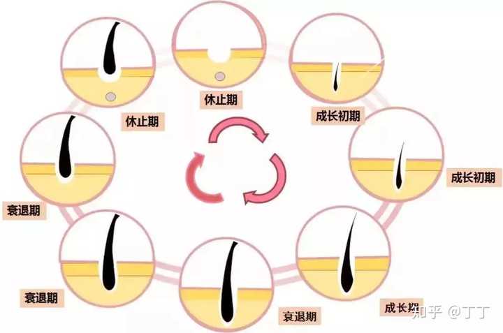 如何促进眉毛生长？