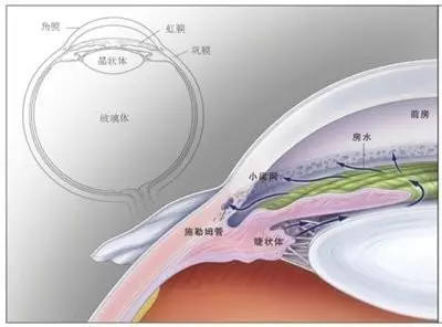 人眼球的结构都包括哪些？分别是什么作用？ - 知乎