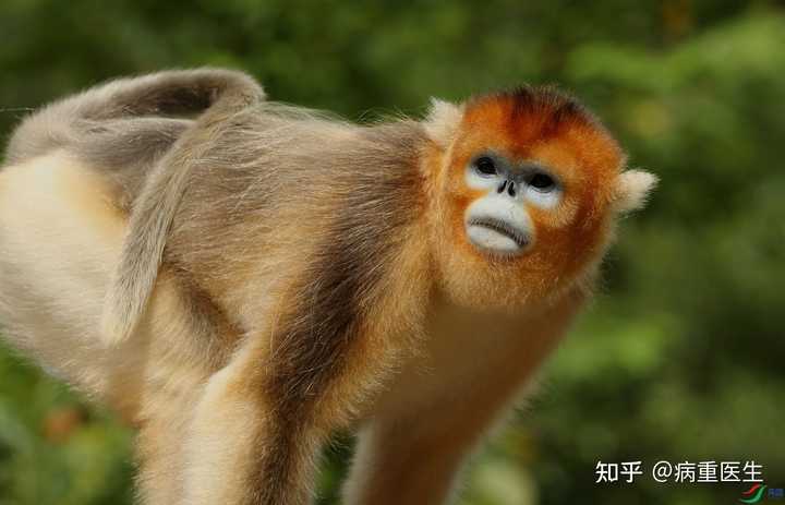 猿类和猴类的区别有哪些? - 知乎