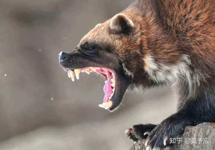 蜜獾，袋獾和狼獾如果放一起打起来谁能获胜？ - 知乎