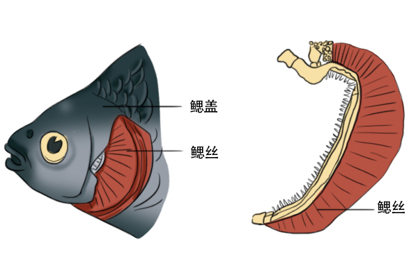 鱼在水里要吸氧气 可是为什么到了岸上氧气更多反而会死呢 知乎 鱼在水里要吸氧气 可是为什么到了岸上氧气更多反而会死呢 知乎