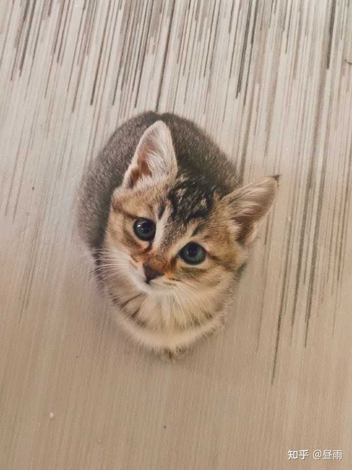养雀猫(麻猫)是一种怎样的体验? - 知乎