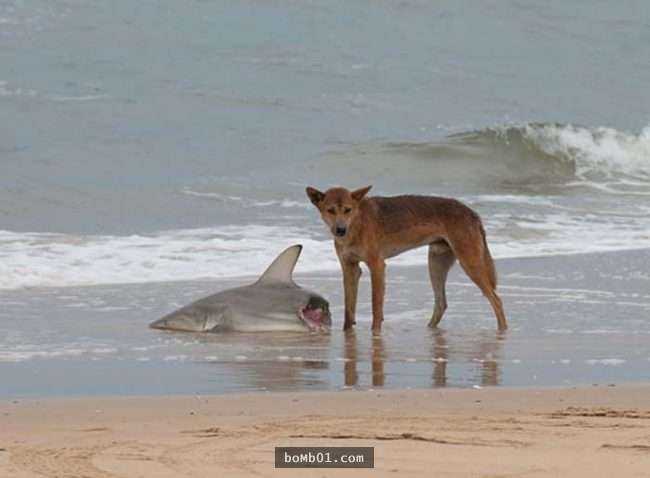 有鲨鱼肉我为什么要费劲吧啦抓兔子?