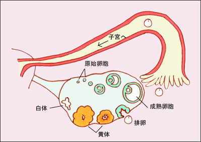  br> 女性在排卵期,逐渐