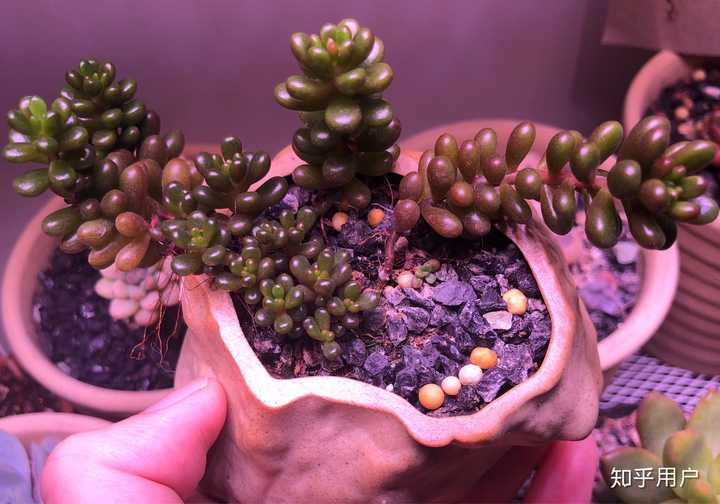 现在淘宝上多肉植物的补光灯靠谱吗 知乎