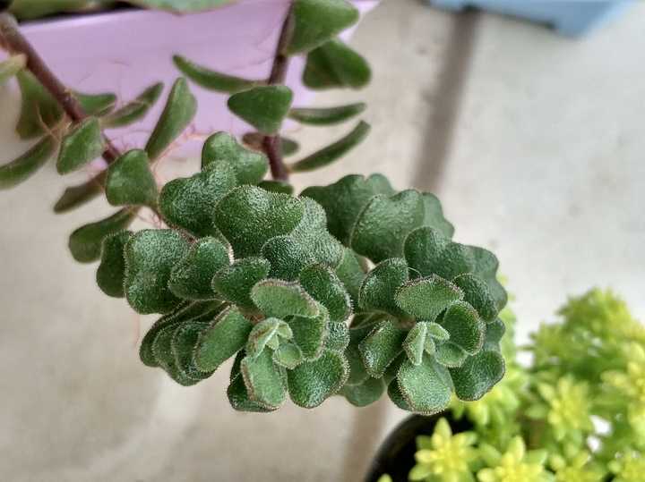 有什么植物是喜欢阳光不娇贵可以放在阳台上养的?