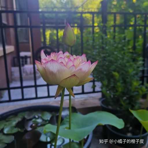 碗莲怎么水培 小橘子的橙子皮的回答 知乎 碗莲怎么水培 小橘子的橙子皮的回答 知乎