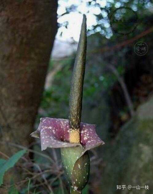 似花非花 这是什么植物 知乎 似花非花 这是什么植物 知乎
