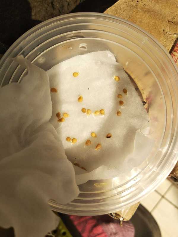 家里有一小女汉子 的想法: #才艺视频区# 西红柿催芽,育苗,移苗