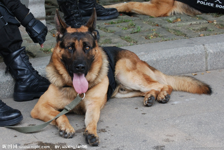 既然猪的鼻子比狗灵,智商又比狗高,那干嘛不训练猪?