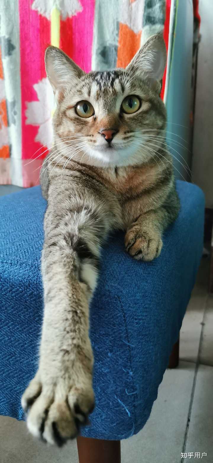 养雀猫(麻猫)是一种怎样的体验? - 知乎