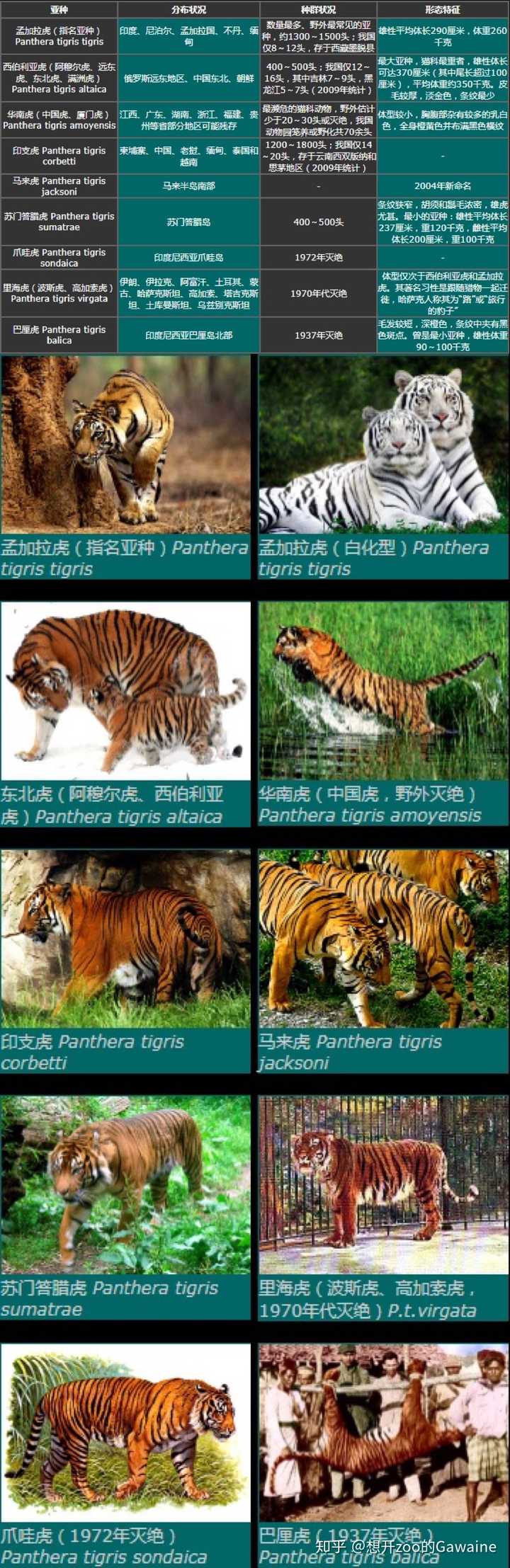 为何大熊猫这样的动物都破一千头了还这么小心地保护 东北虎之类的动物数量非常少却很进入公众视野 Zoo园长gawaine 的回答 为何大熊猫这样的动物都破一千头了还这么小心地保护 东北虎之类的动物数量非常少却很进入公众视野 Zoo园长gawaine 的回答