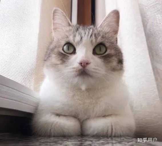 猫揣手手的行为有哪些含义？ - 知乎