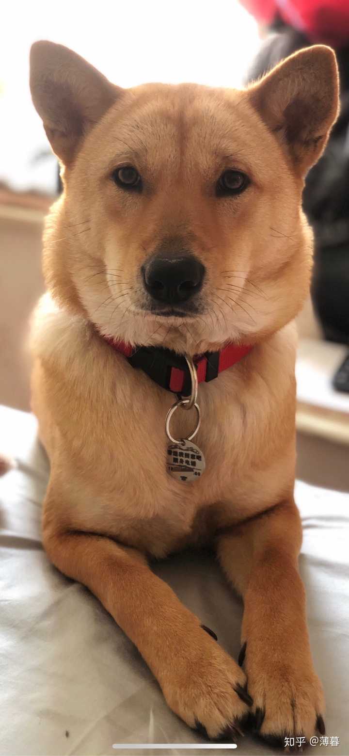 如何买到一只纯种的土狗（大黄）? - 知乎