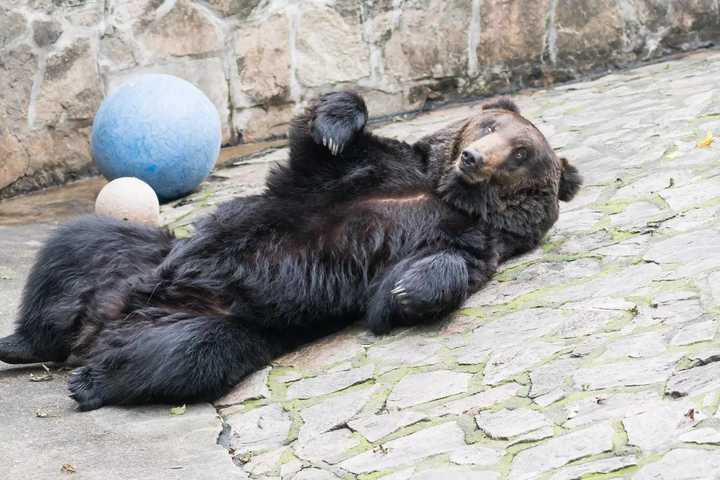 如何看待上海野生動物園飼養員實施作業時被熊攻擊不幸遇難一事類似