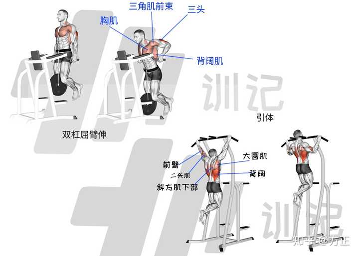 臂力器锻炼肌肉图解图片