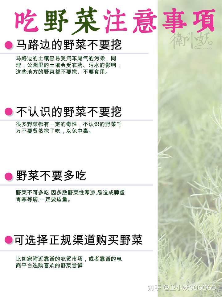 春天有哪些可以挖的野菜 知乎