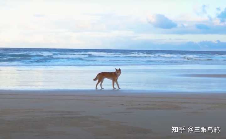 澳洲野狗和中华田园犬很相似,它们之间有什么联系吗? - 知乎