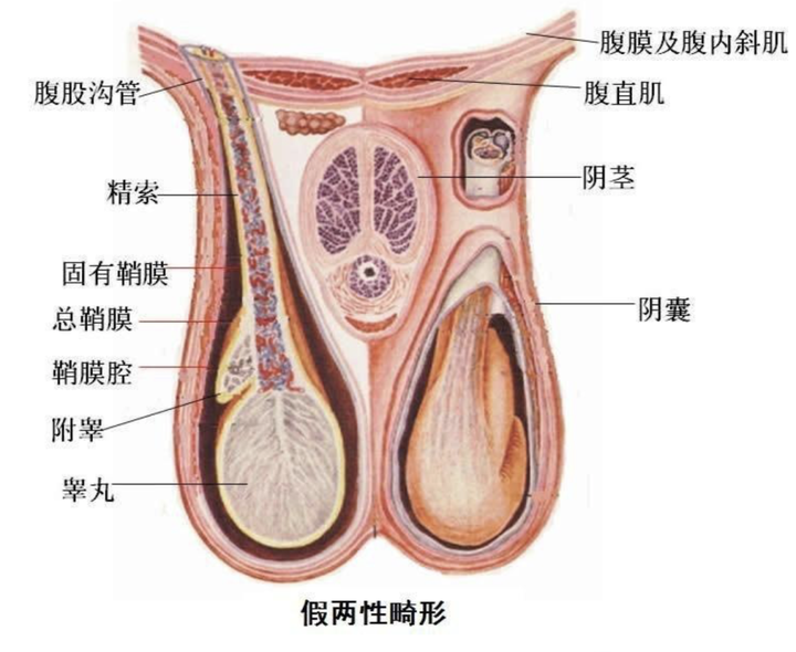 作为一个双性人是怎样的体验 知乎