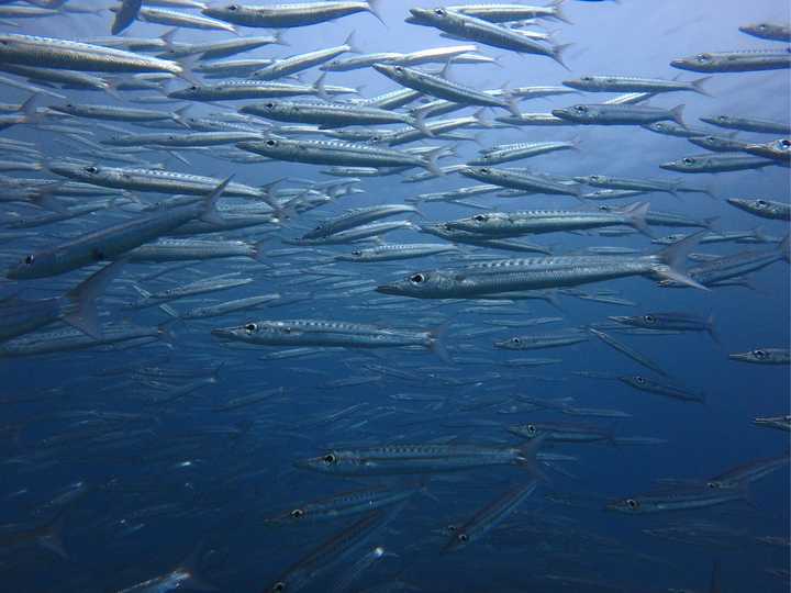 海里面的世界是怎样的?