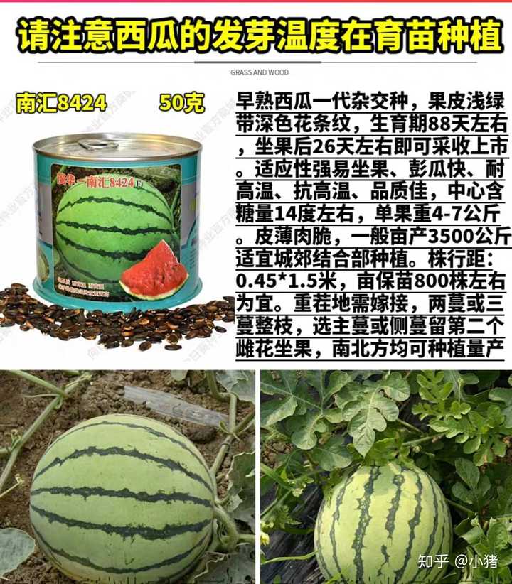 如何在家种西瓜 知乎